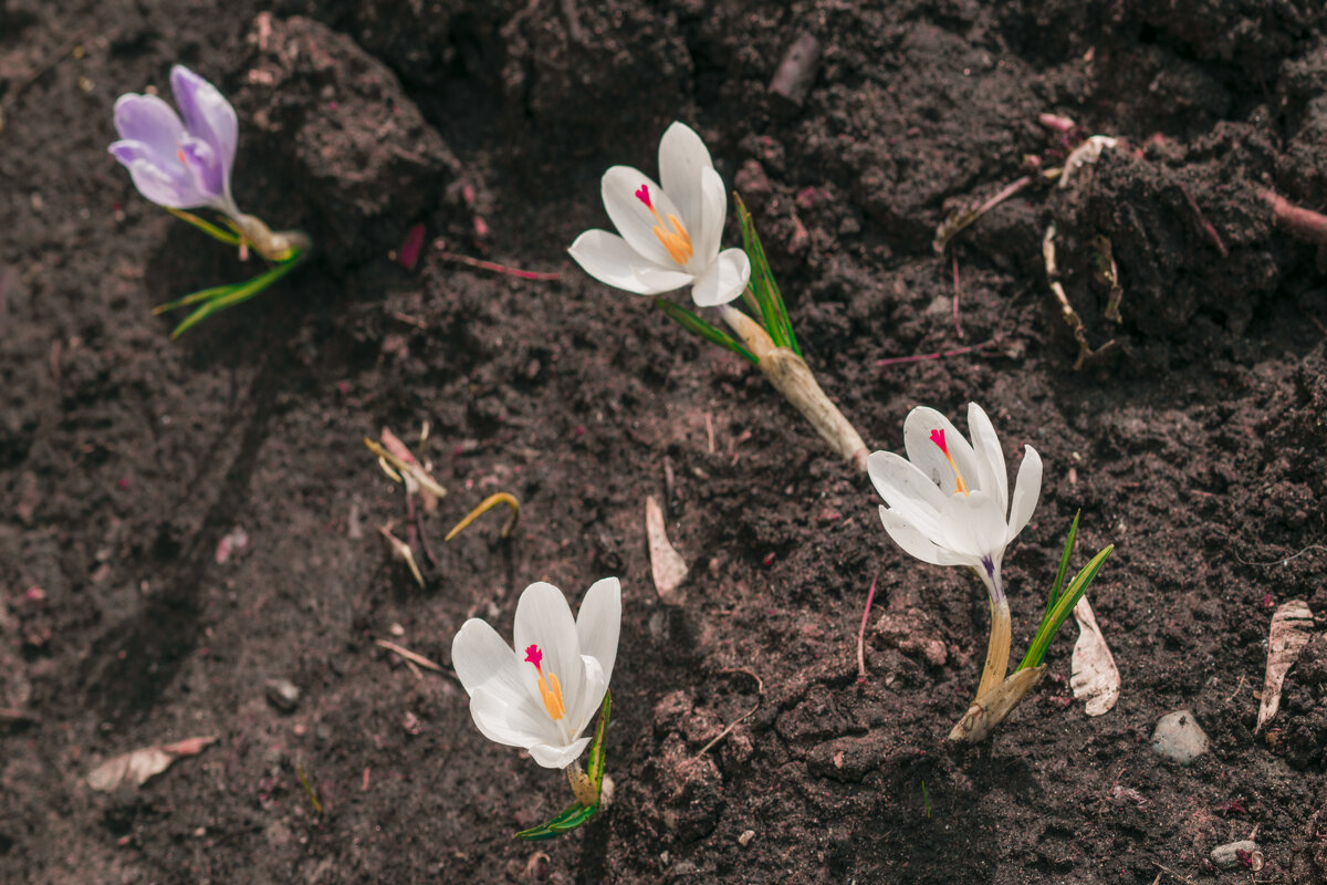 Сударь, уже ВЕСНА и АПРЕЛЬ - Владимир Максимов