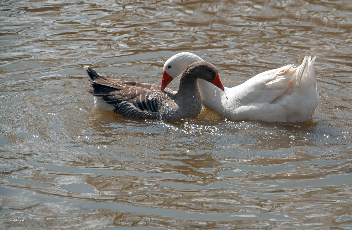 В придорожном кафе... - Светлана Фокша