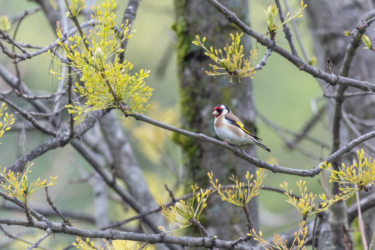щегол - юрий макаров