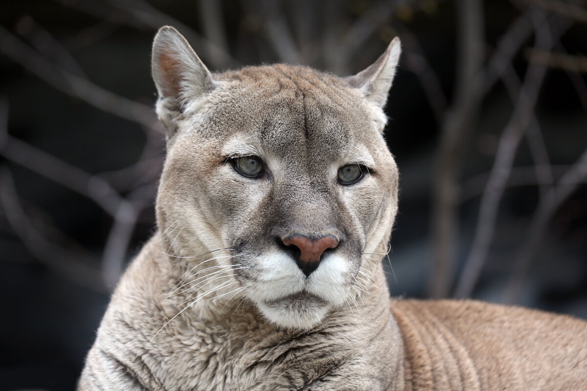 Пума - Михаил Бибичков