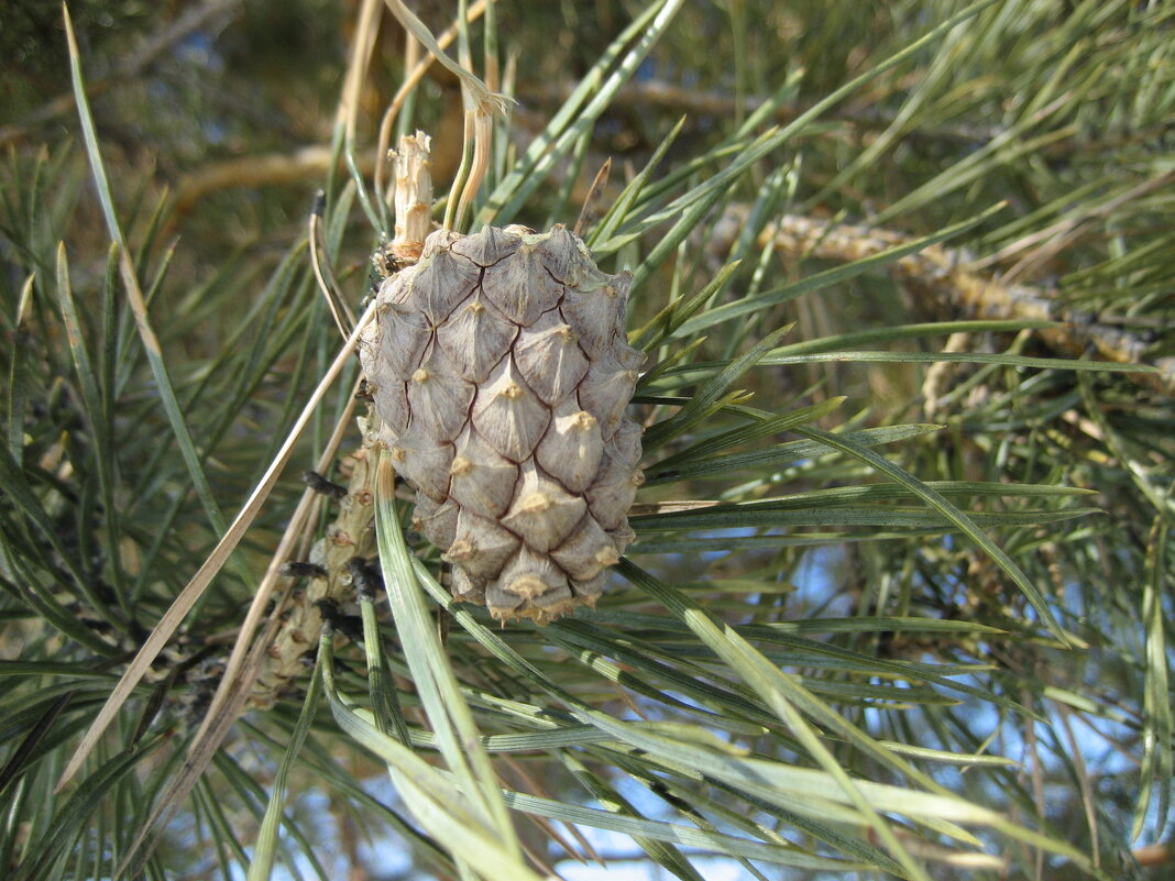 Шишка - Anna Ivanova Шишка - Anna Ivanova