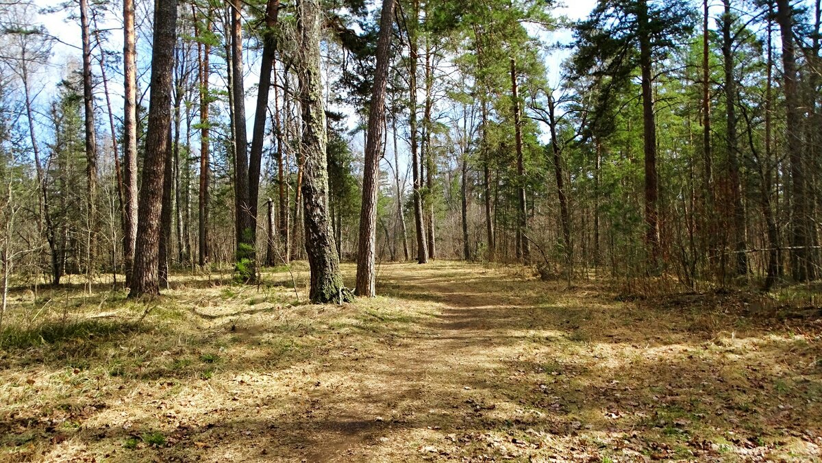 В весеннем лесу (репортаж из поездок по области). - Милешкин Владимир Алексеевич 