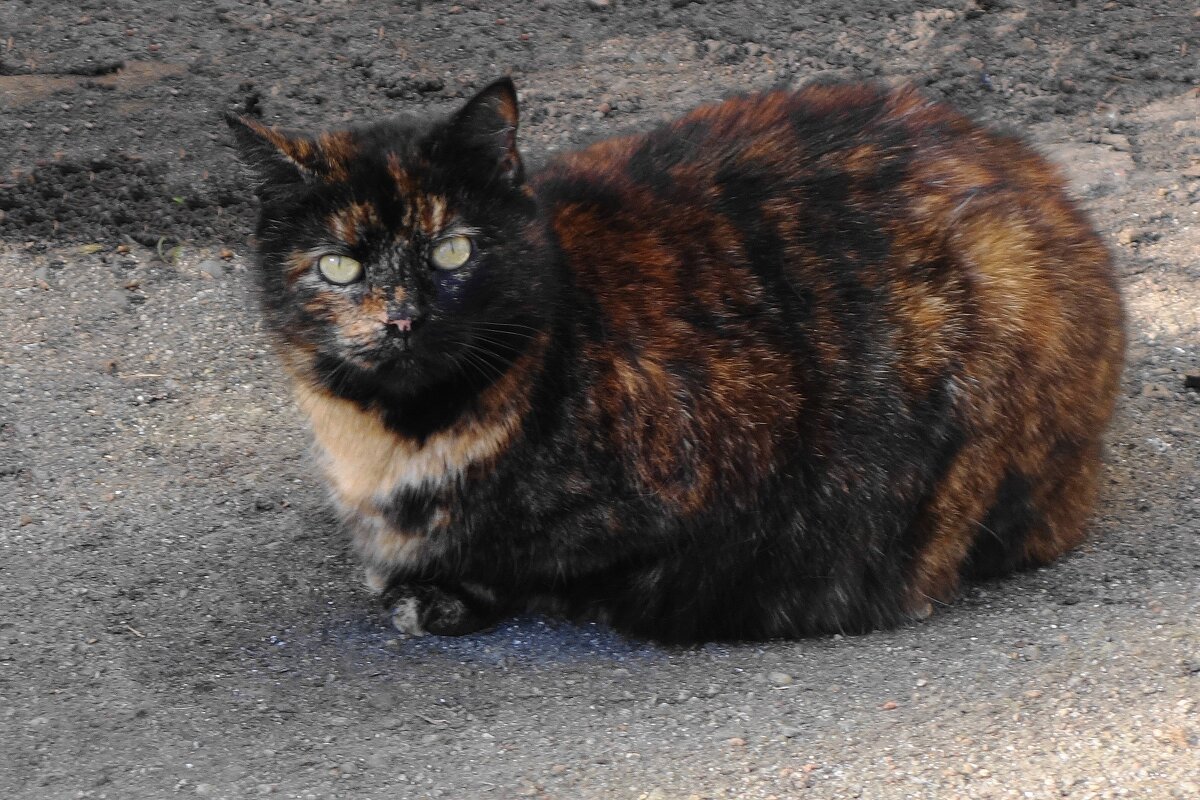 Мартовские кошки - Рита Симонова