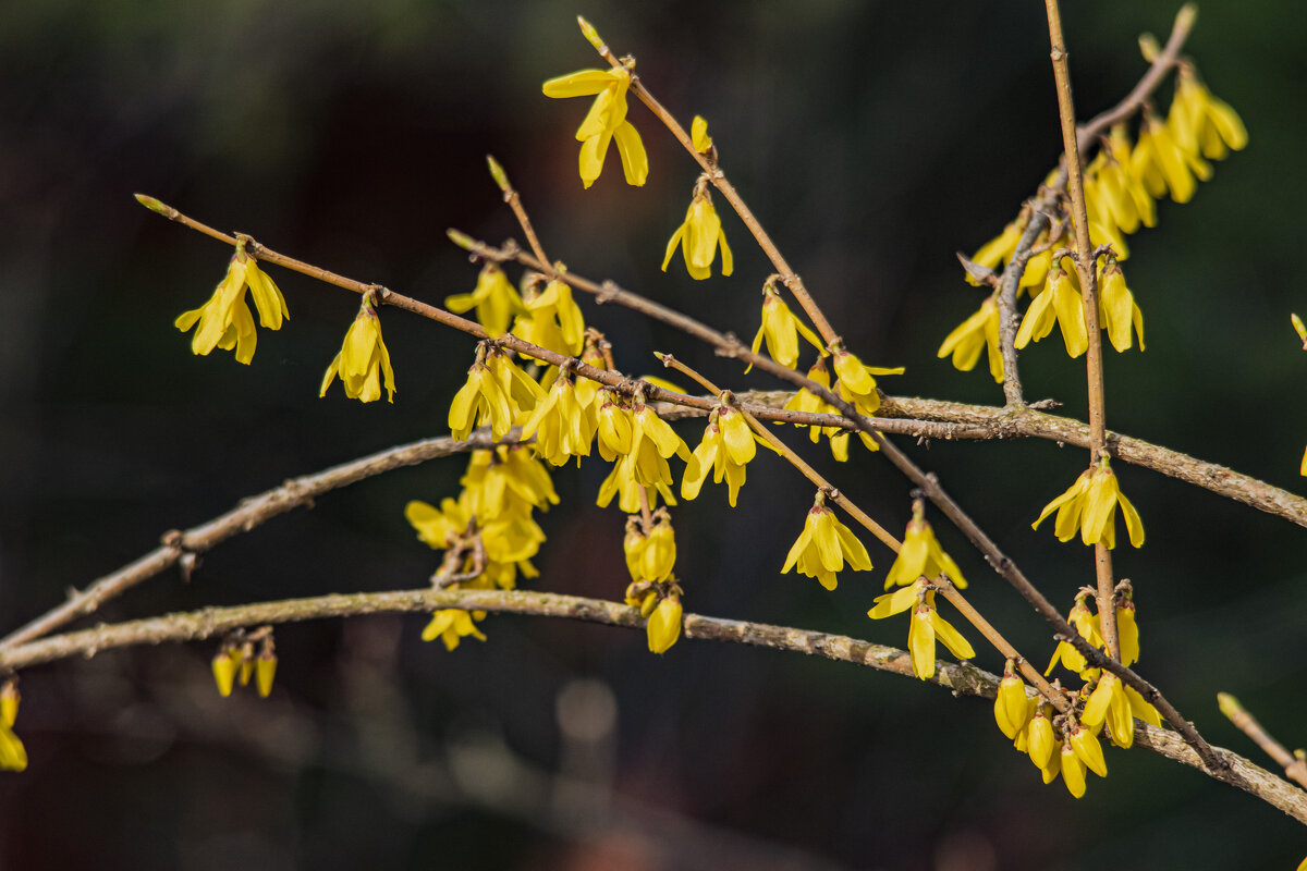 Не густо, но цветёт - Петр Беляков Не густо, но цветёт - Петр Беляков