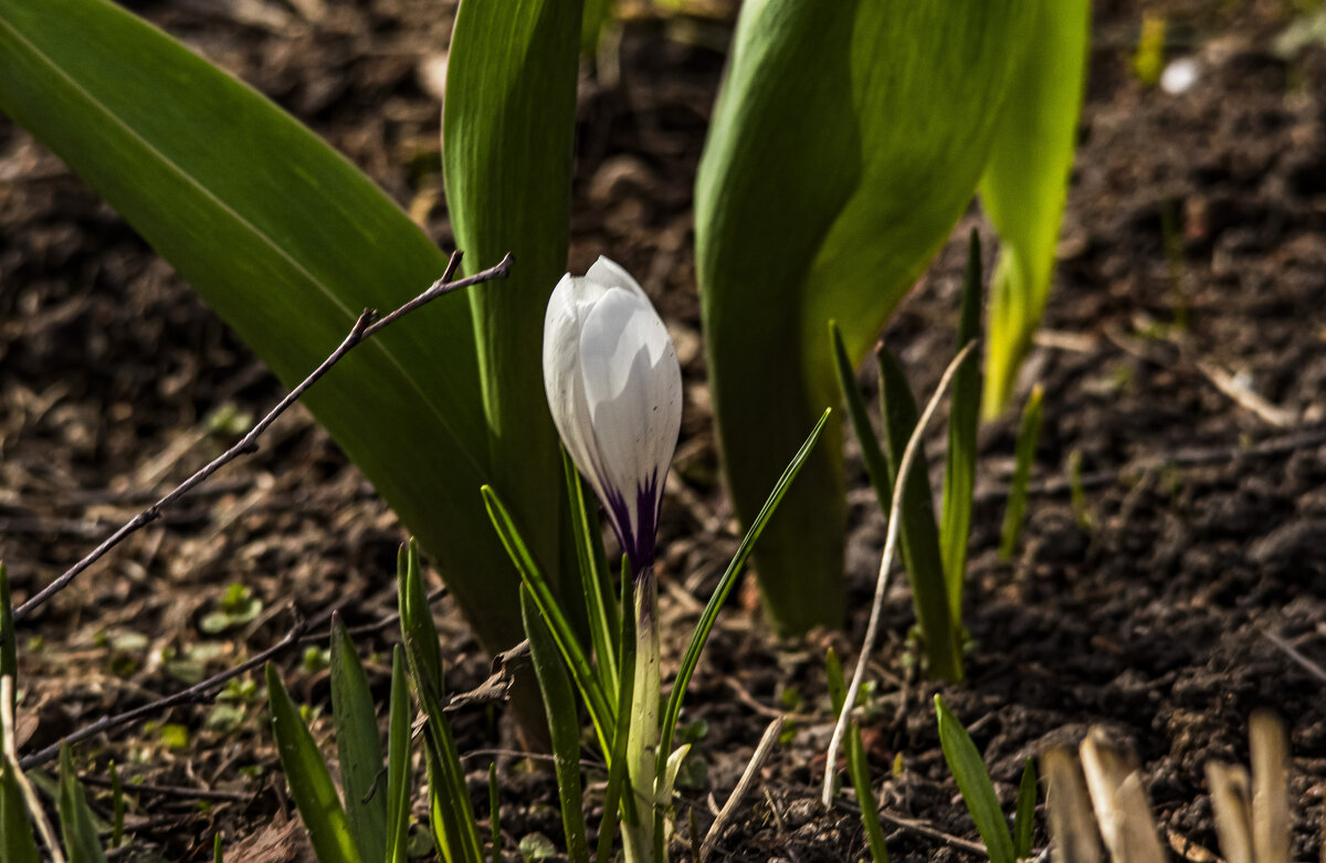 Первый, одинокий. - Петр Беляков Первый, одинокий. - Петр Беляков