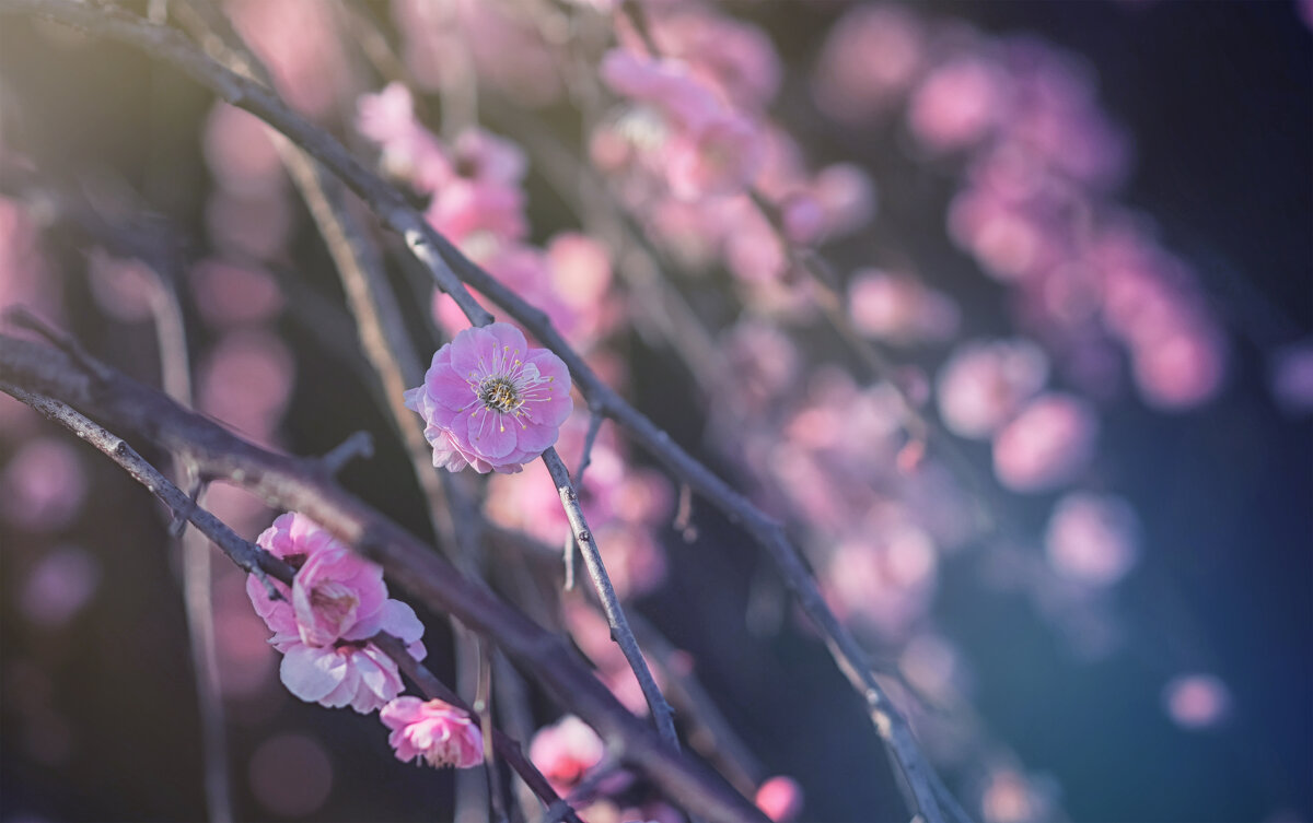 Сакура - Лилия .