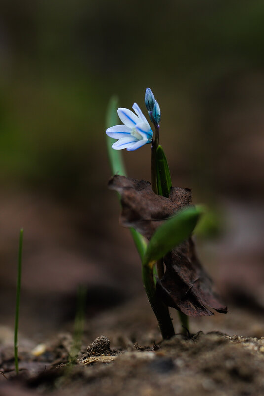 В пончо - Игорь Шевченко В пончо - Игорь Шевченко
