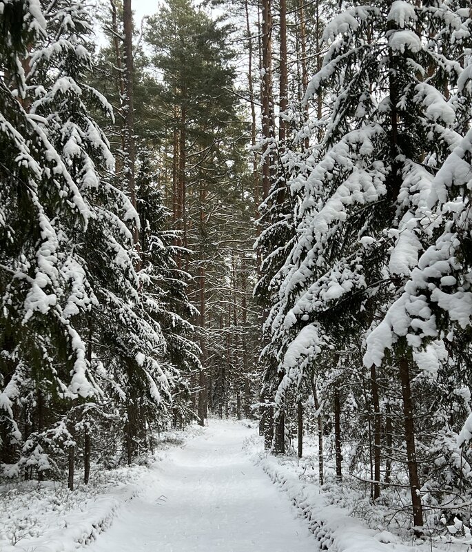 Зимние прогулки. - Татьяна Зимние прогулки. - Татьяна