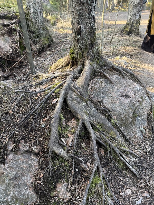 Множеством корней защищён вход в Грот Желаний - Ирэн 