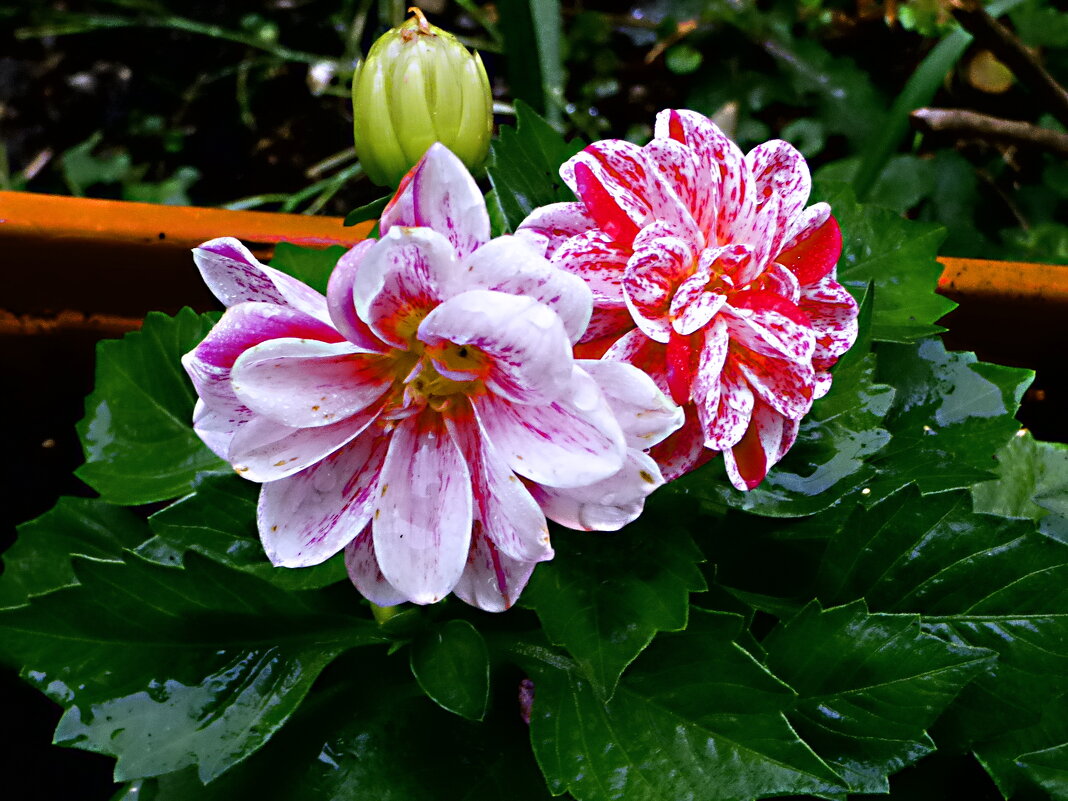 РАННИЕ ГЕОРГИНЫ ПОСЛЕ ДОЖДЯ-1 - Елена Куприянова 