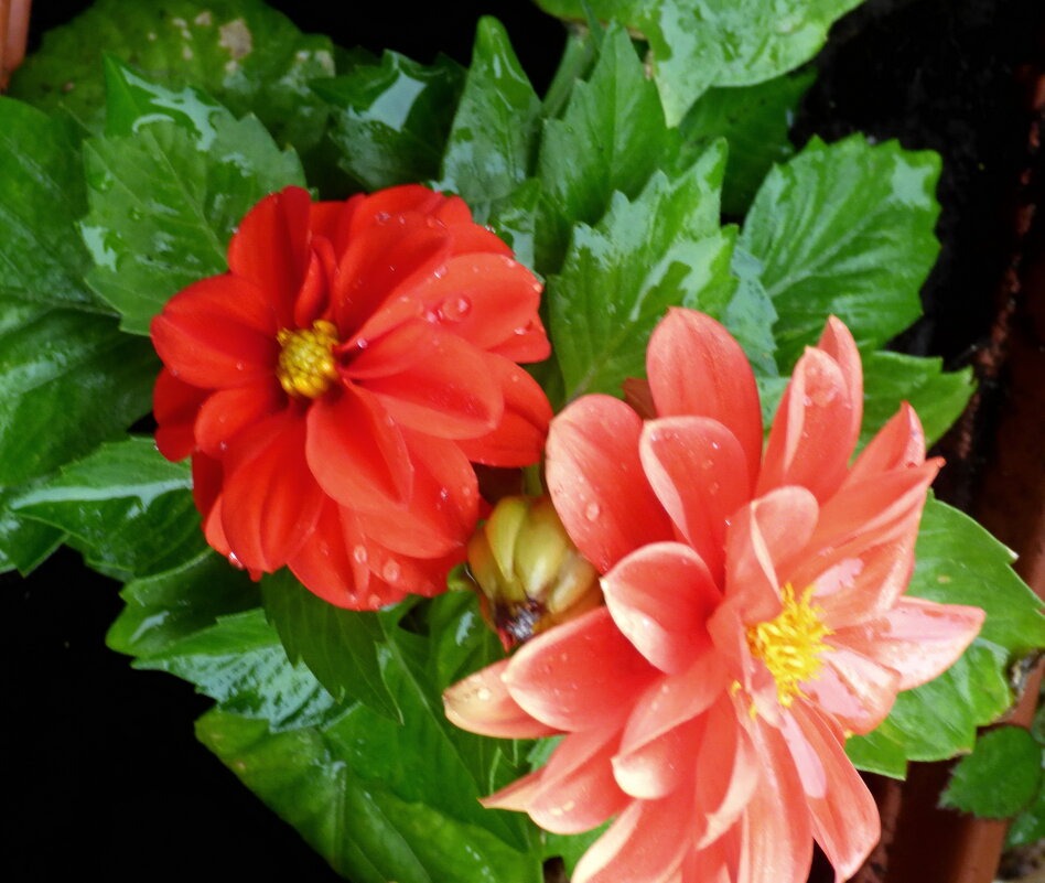 РАННИЕ ГЕОРГИНЫ ПОСЛЕ ДОЖДЯ-4 - Елена Куприянова 