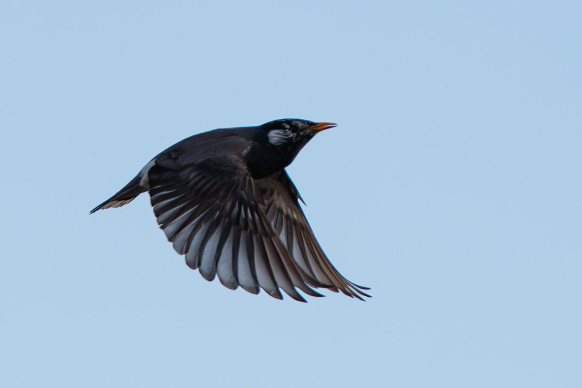 2 - Сергей Флетчер