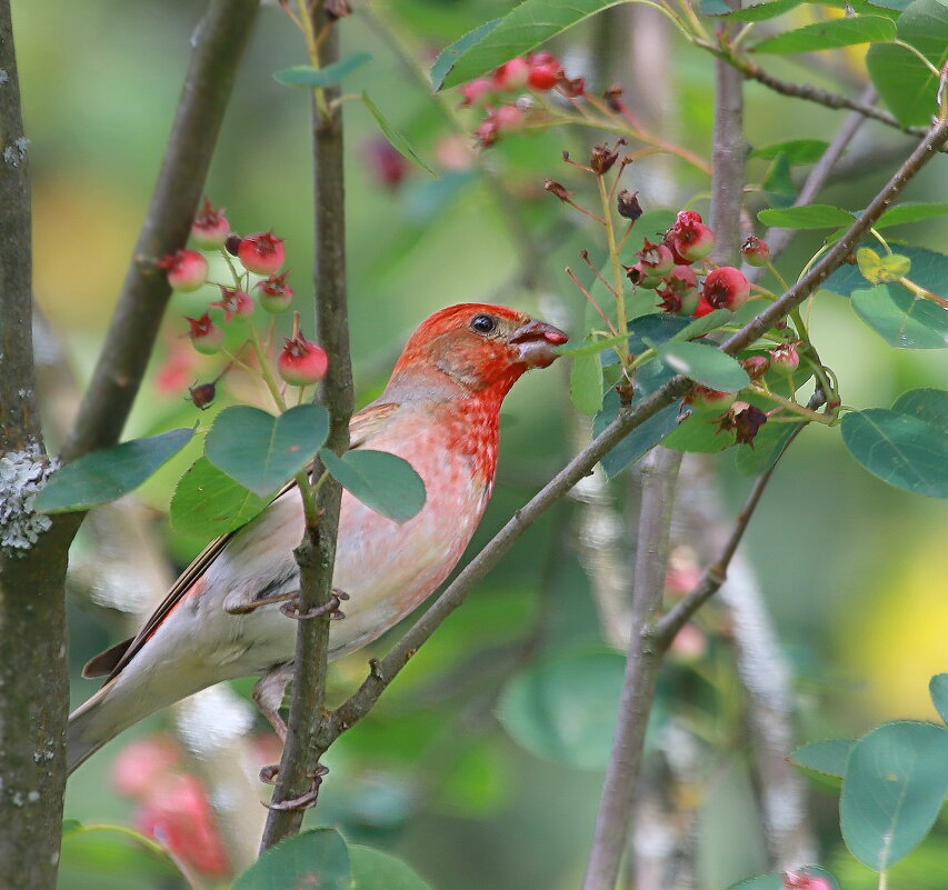 ягодный год... - Andrey Bragin 