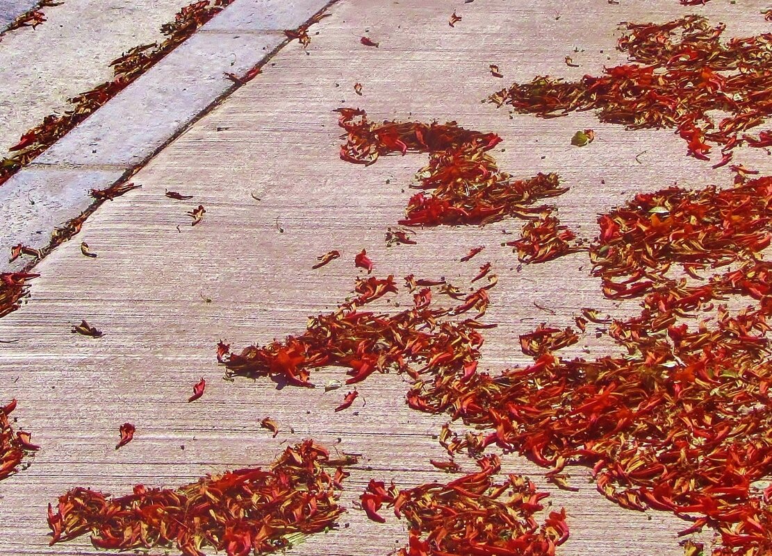 ..опавшие  цветы и листья.. - galalog galalog