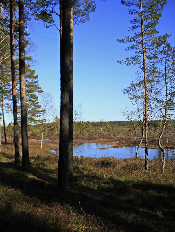 Хороший день в лесу .. - Татьян@ Ивановна