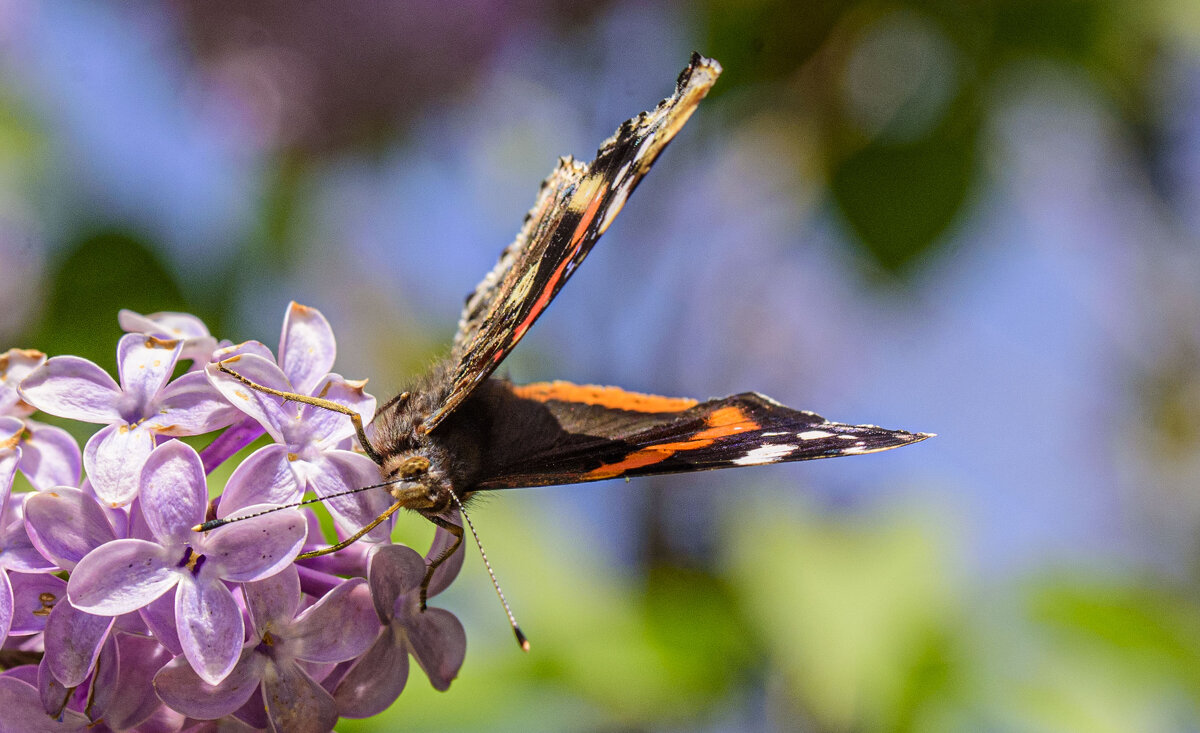 * - Осень * - Осень