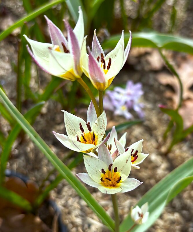 *** - Мария - Maria