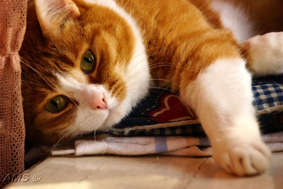 Шизя - kolyeretka 