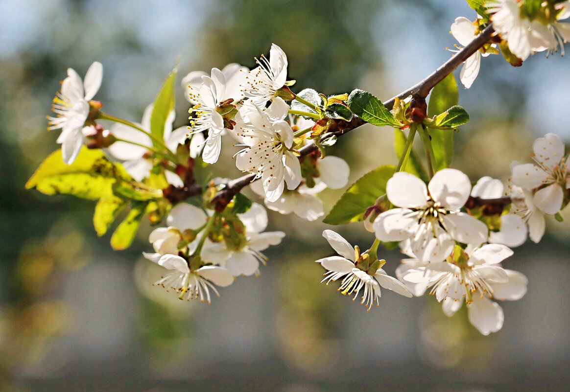 Цветение - ZNatasha -