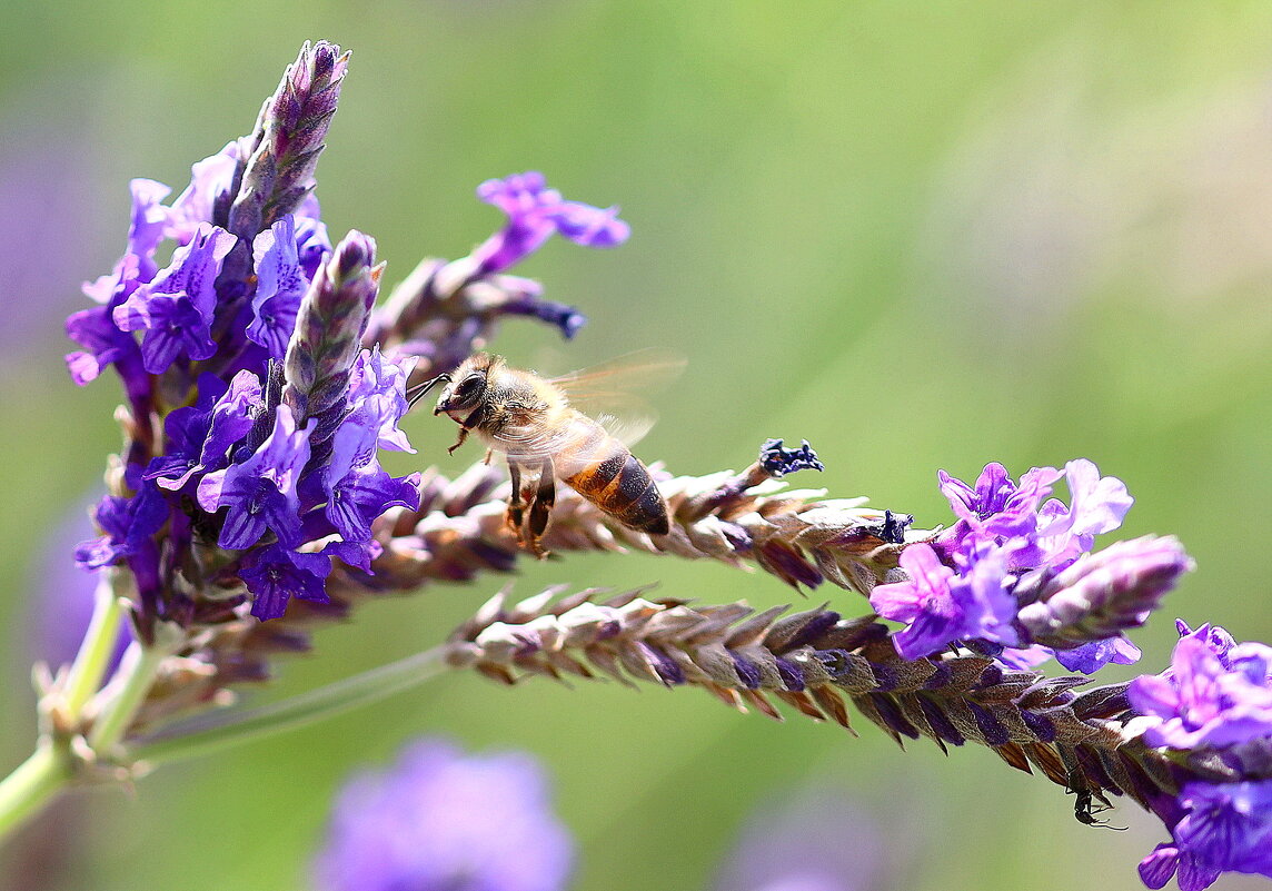 Подлетая. - Оля Богданович
