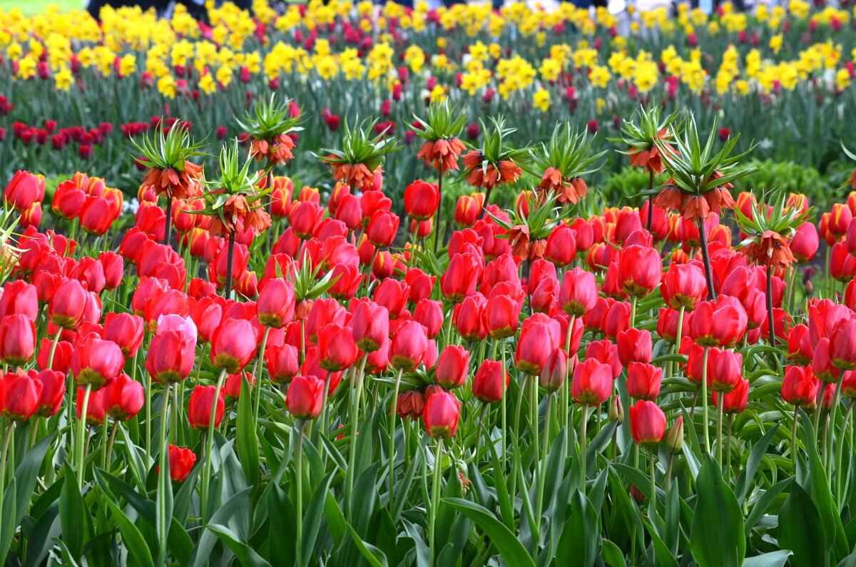 Фестиваль тюльпанов - Таня Фиалка Фестиваль тюльпанов - Таня Фиалка