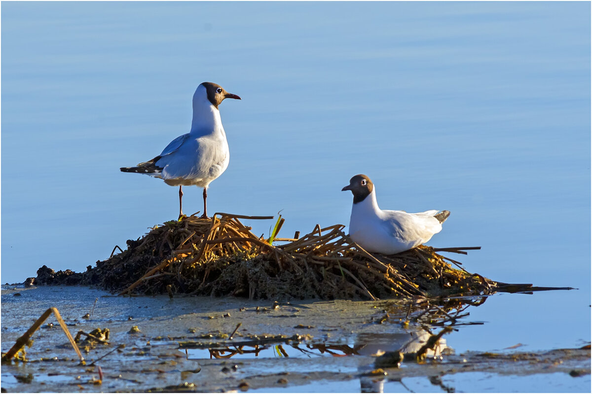 Создание новой семьи - Валентин Котляров Создание новой семьи - Валентин Котляров