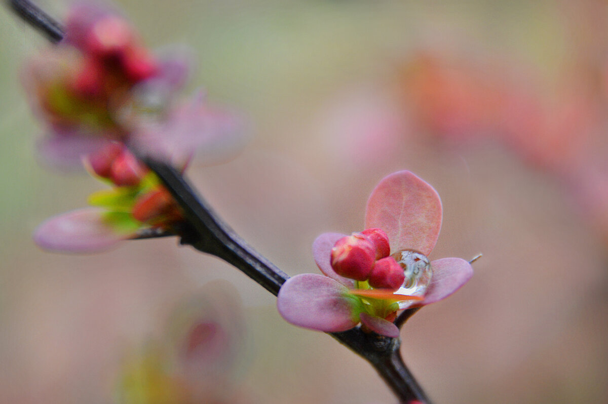 Капелька...весенний дождь прошел... - Надежда Куркина 