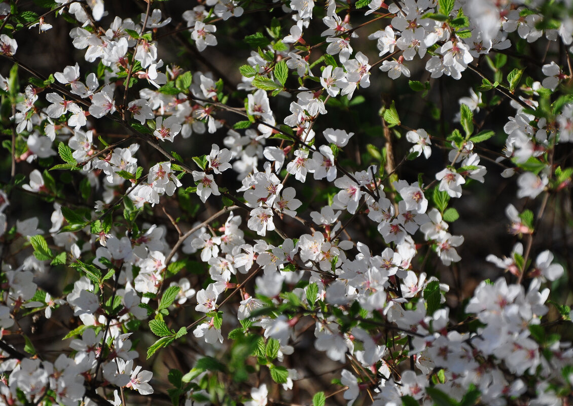 Весеннее цветение - Татьяна Машошина