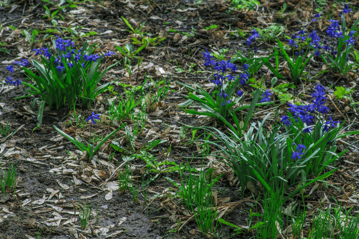 Сударь, уже ВЕСНА - Владимир Максимов