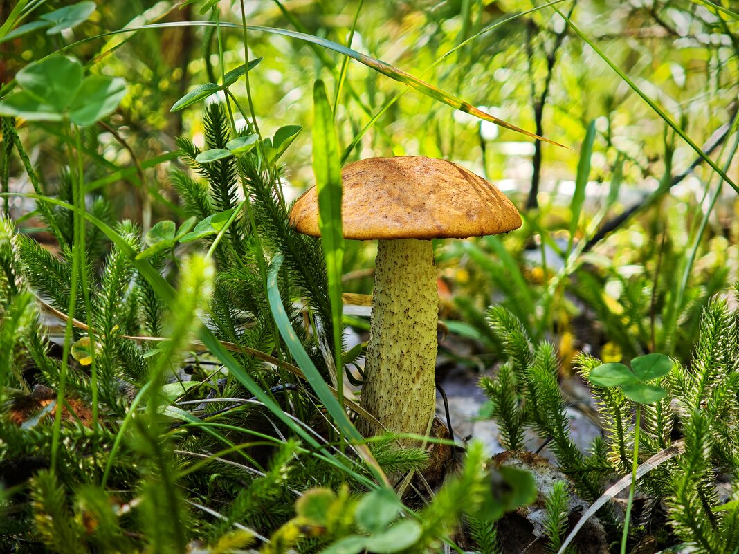 Лето - Александр 