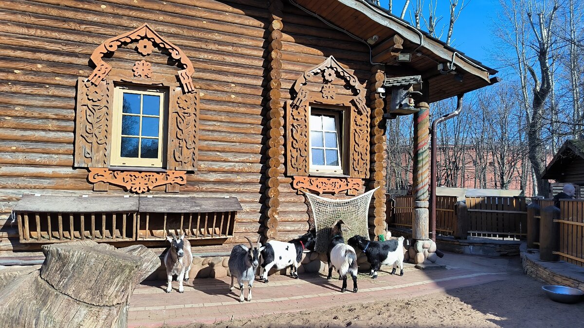В Ленинградском зоопарке. - Ольга 