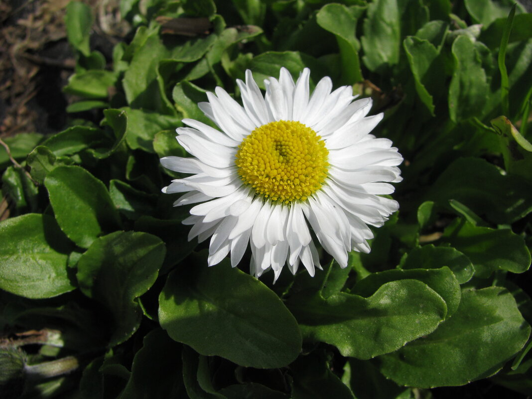 Нежная маргаритка - Людмила Смородинская