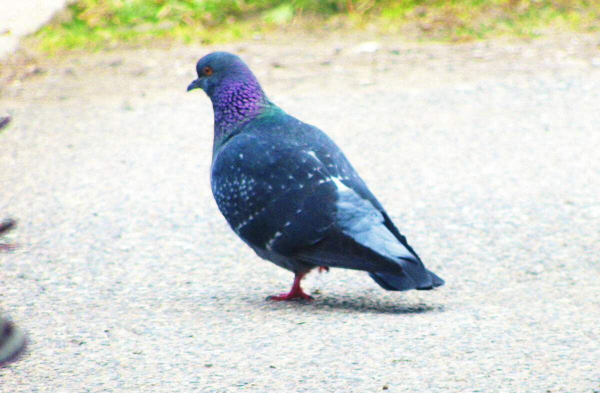 Красавчик гуляет - Людмила Смородинская Красавчик гуляет - Людмила Смородинская