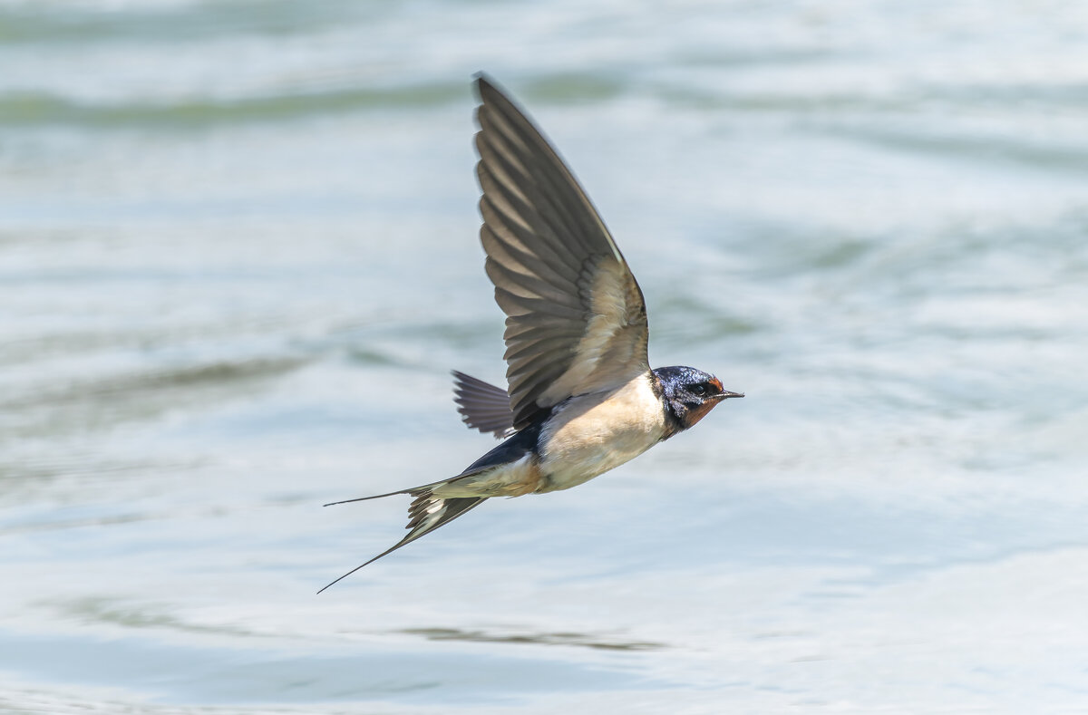 ласточка деревенская - юрий макаров ласточка деревенская - юрий макаров