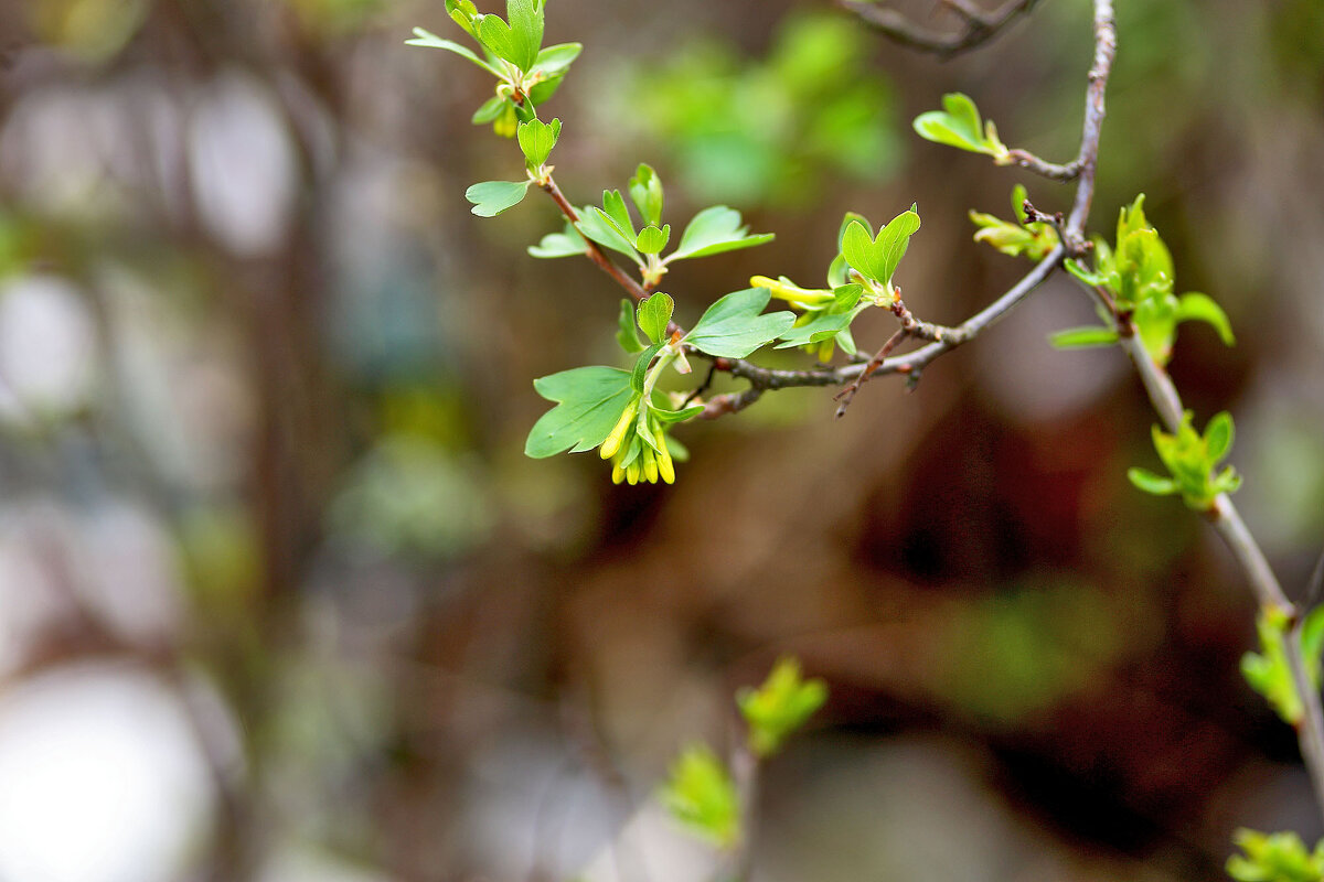Чёрная смородина - Юрий Гайворонскiий
