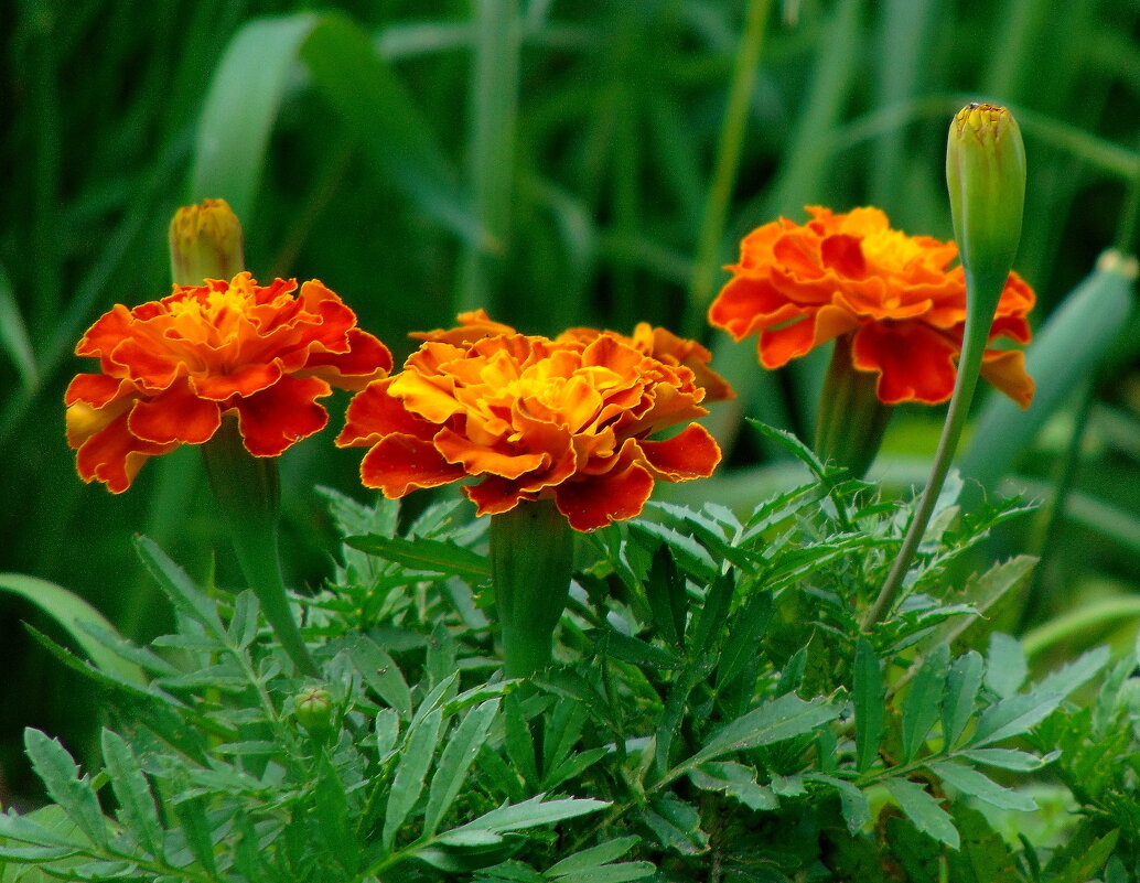 Бархатки. - nadyasilyuk Вознюк Бархатки. - nadyasilyuk Вознюк