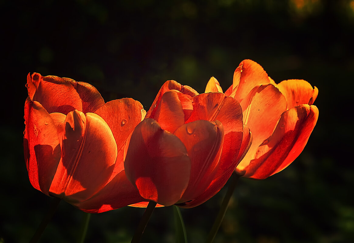 ***** - Андроник Александр 