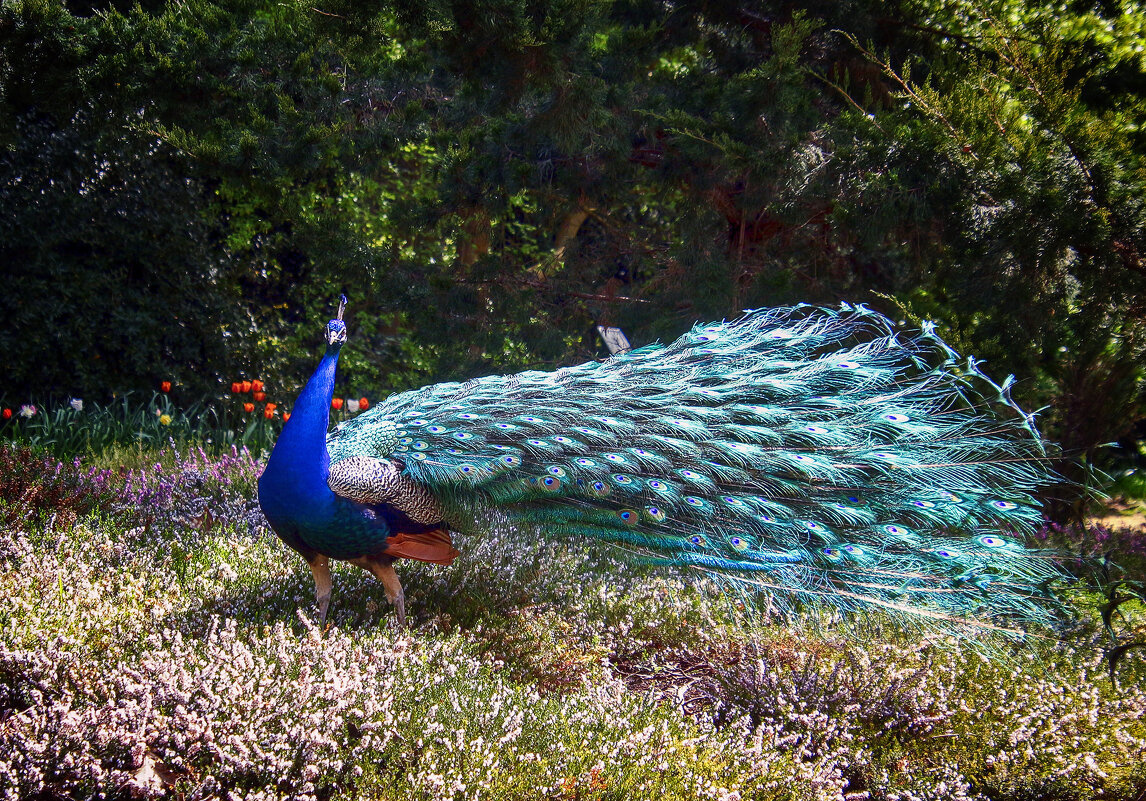 Принц - Андроник Александр Принц - Андроник Александр