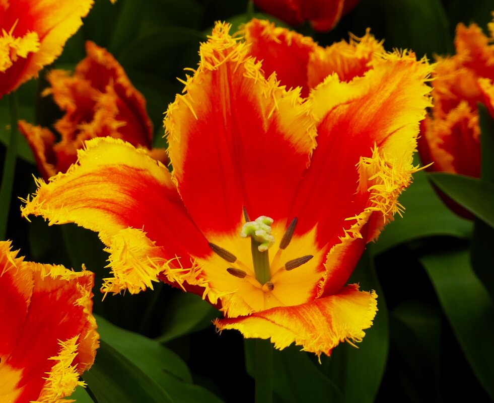 Царство цветов(серия) - Владимир Манкер