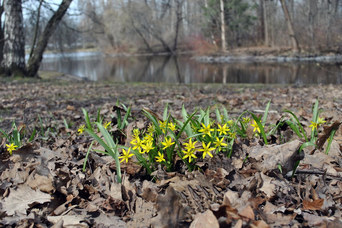 "Что выросло, то выросло.." - AleksSPb Лесниченко