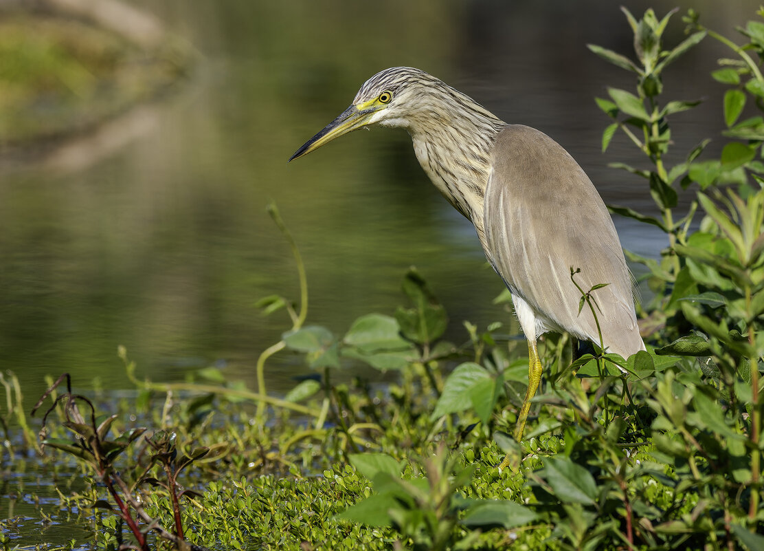 Жёлтая цапля. - Alexander Amromin