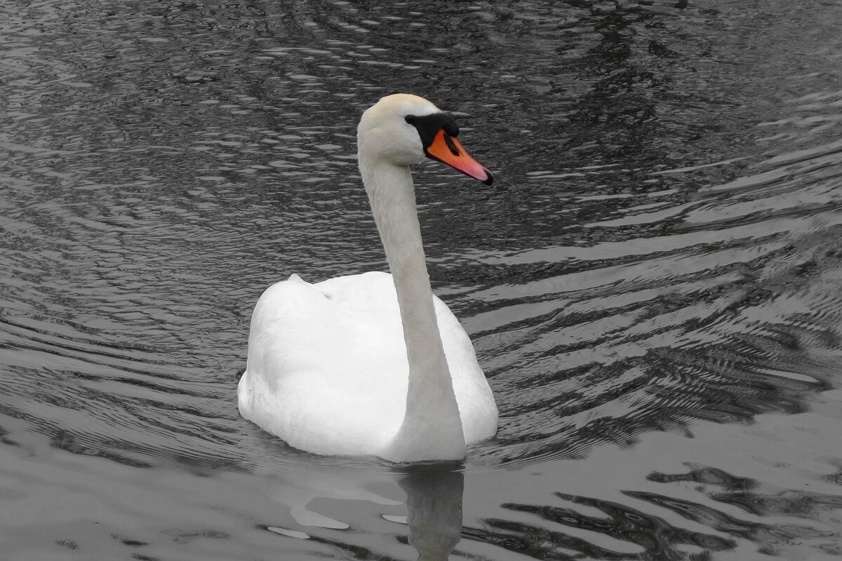 Лебеди - Рита Симонова