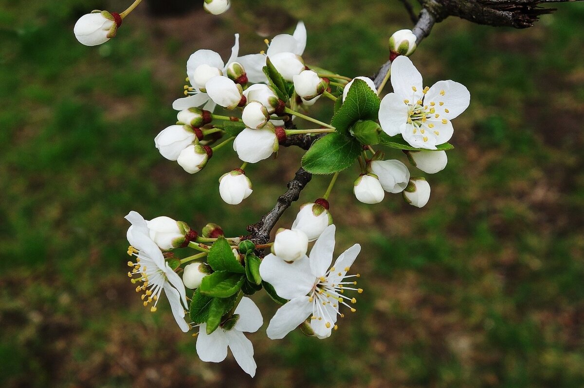 Апрельское цветение - Рита Симонова