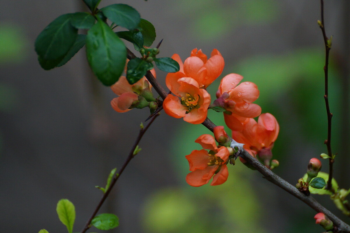 Пришло время цветения... - Николай Саржанов Пришло время цветения... - Николай Саржанов