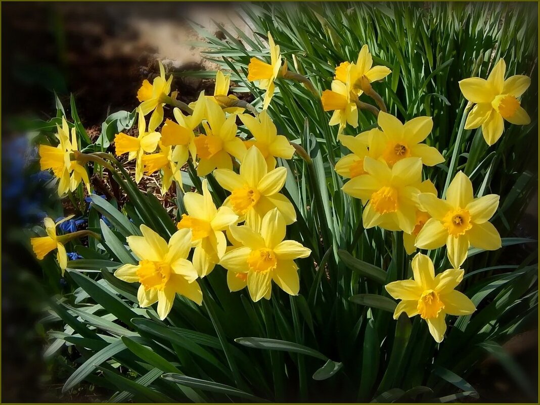 Зацвели первые нарциссы ... - Валентина Надсон