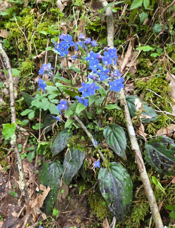 Пупочник каппадокийский - Tata Wolf