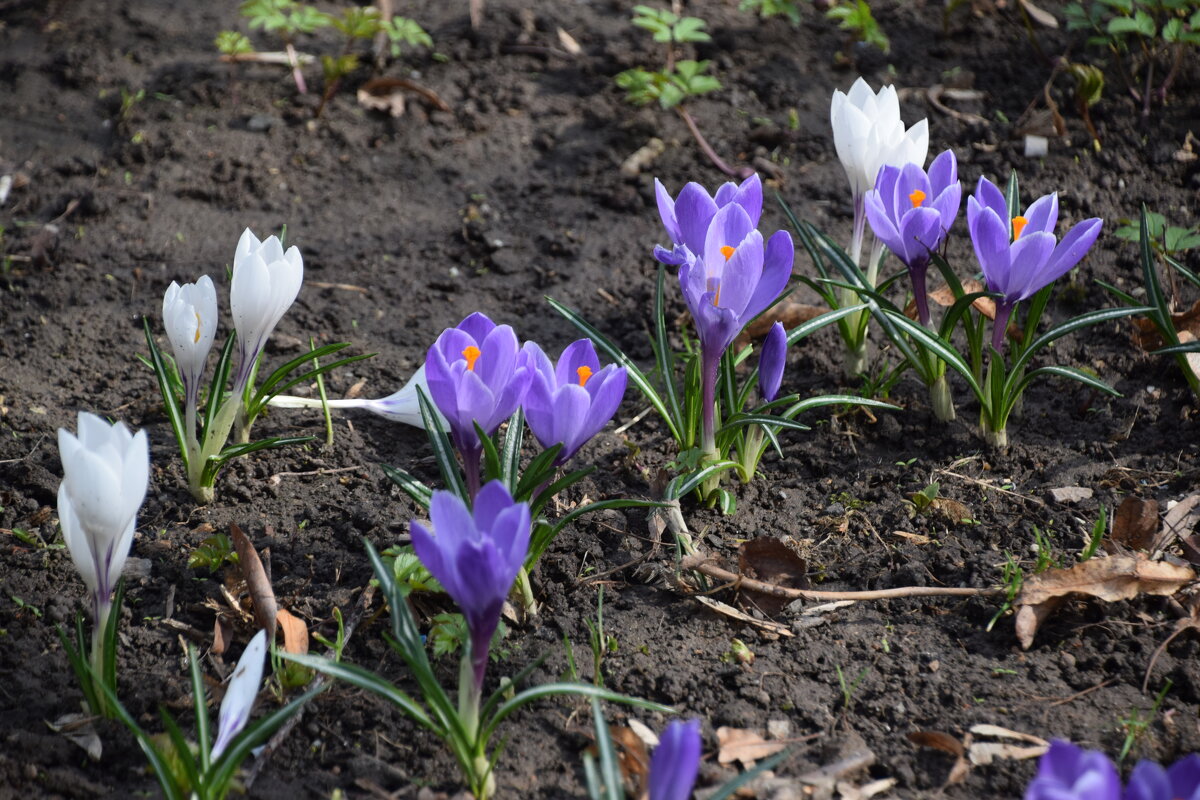 Крокусы - Олег 