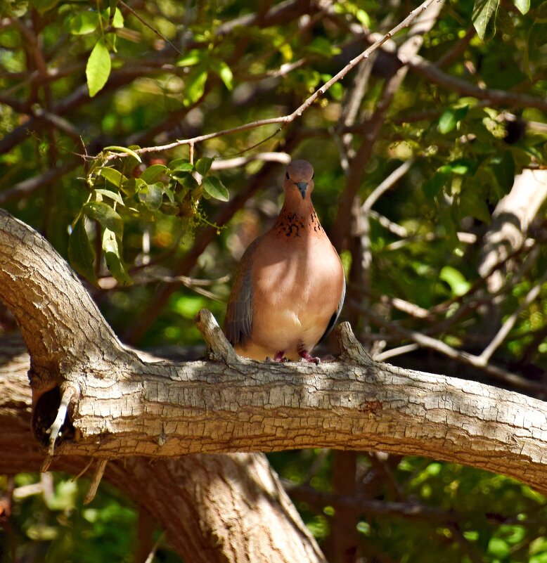 Горлица - Олег 