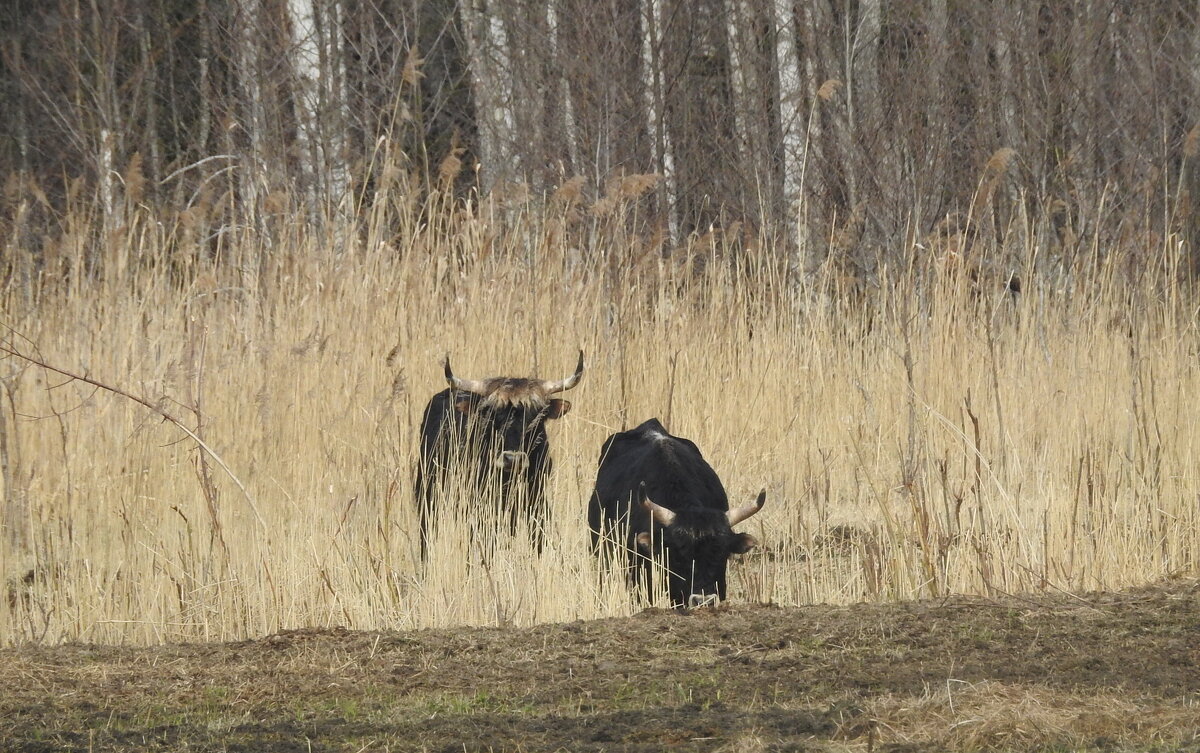 весенние зарисовки - ИННА ПОРОХОВА