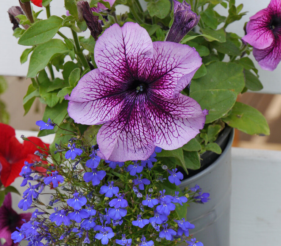 Летние приметы - Дмитрий Swan